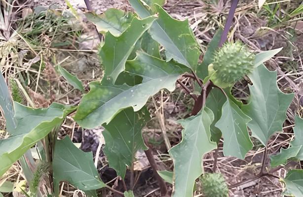 哪些植物含有毒素？这些植物为何会被列为毒品？