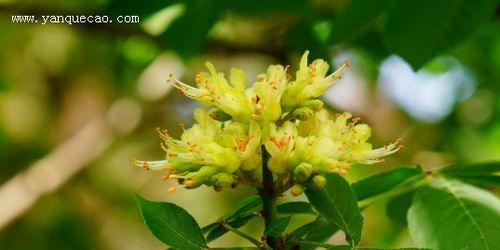 萌芽君的植物原型是什么植物？它的生长习性有哪些特点？