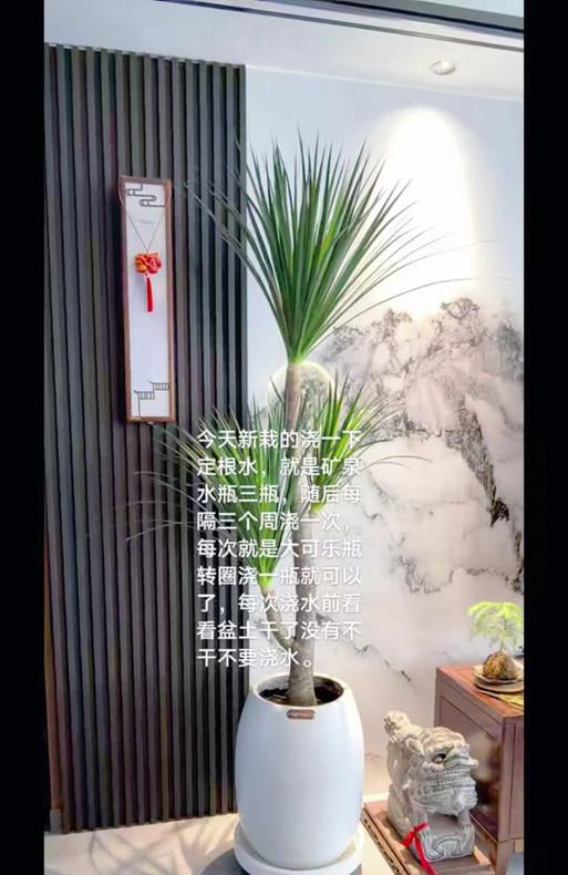 聚宝盆适合搭配哪些植物？如何选择合适的植物？