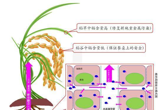 研究植物的前景如何？有哪些热门领域？