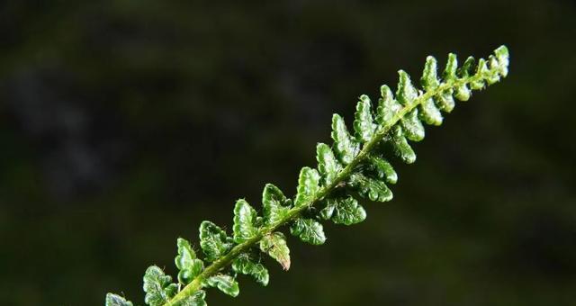 植物稀泥有什么作用？适合哪些植物使用？