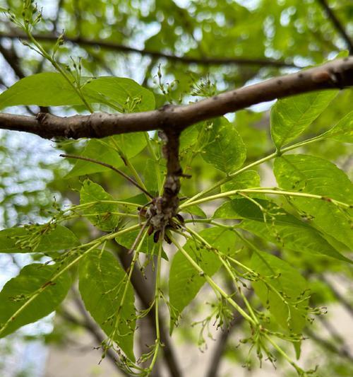 哪些植物带有美丽的花絮？