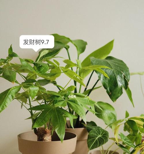 如何选择对植物无害的养护工具？