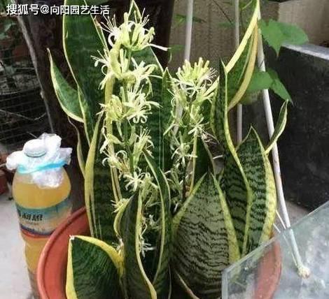 如何选择对植物无害的养护工具？