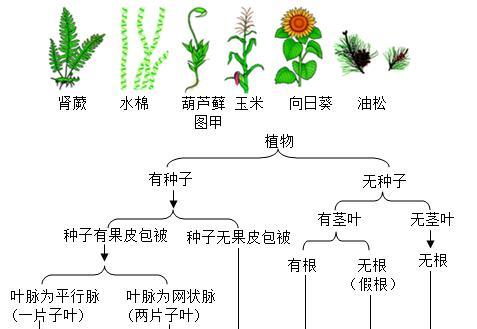 植物是怎么生长的？植物生长需要哪些基本条件？