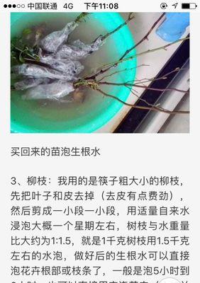 生根水泡植物需要多长时间？最佳使用时长是多少？