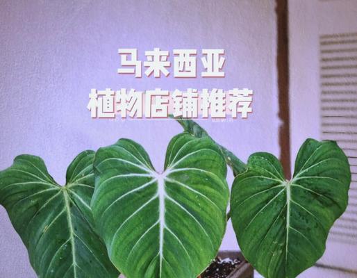 哪些日常用品是由植物制成的？这些植物的用途是什么？