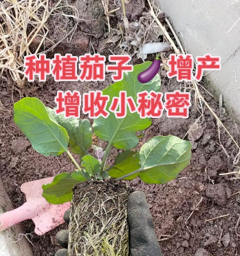 小盆栽茄子的种植方法是什么？