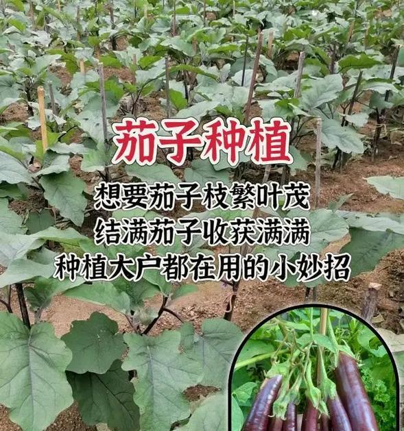 小盆栽茄子的种植方法是什么？