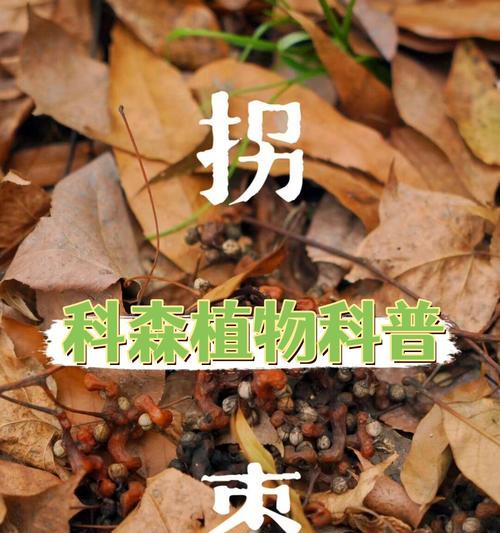 植物对人类有什么作用？它们在生活中的重要性如何体现？