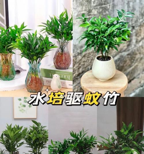 钻石水培植物的养殖技巧是什么？