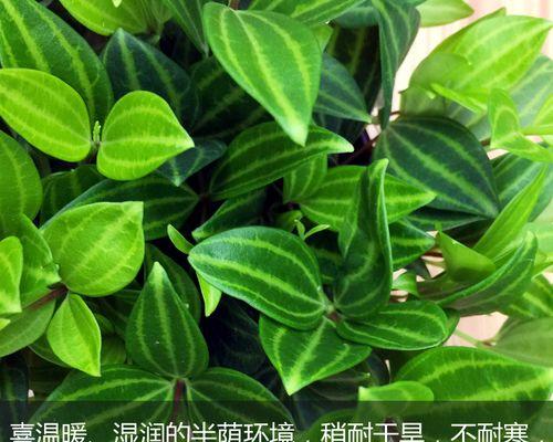 钻石水培植物的养殖技巧是什么？