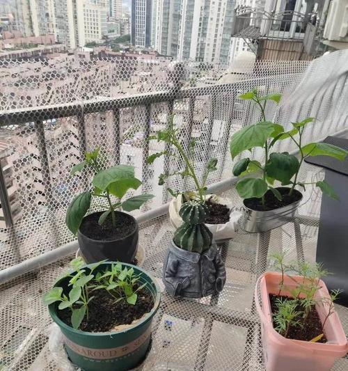 植物嘉年华展示了哪些植物？它们的特色是什么？