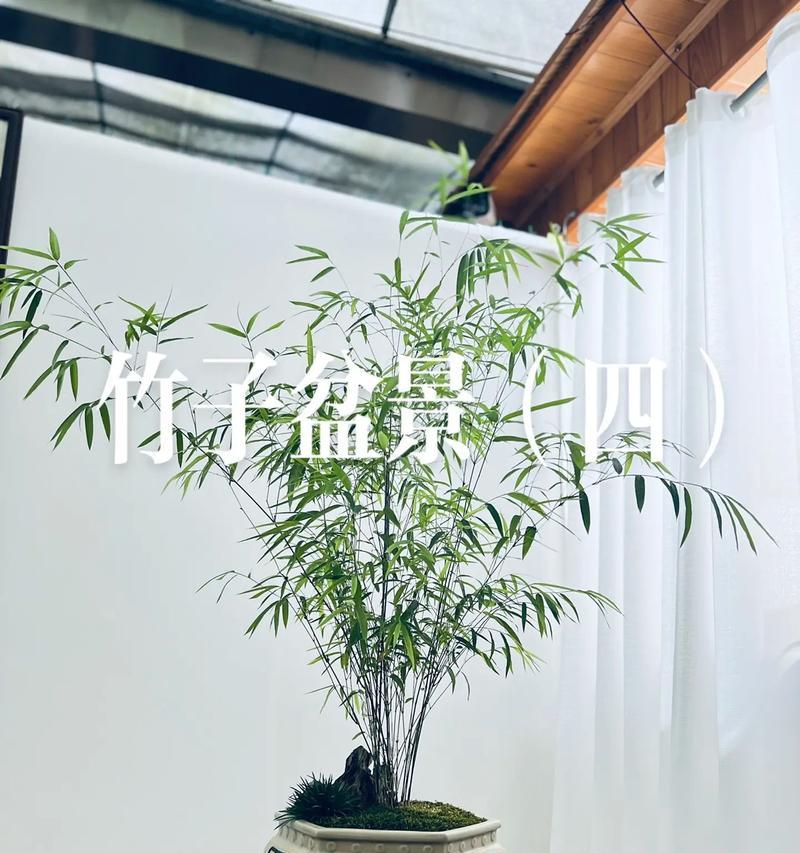 陇西花卉盆景有哪些地方？适合陇南室内养的花卉有哪些？