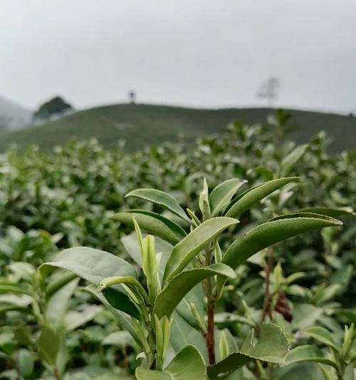 冬天植物有哪些显著变化？这些变化对植物有何影响？