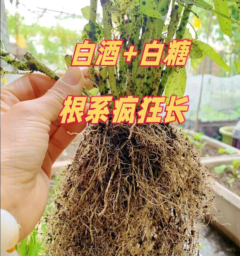 植物根系的种类有哪些？不同植物根系的特点是什么？