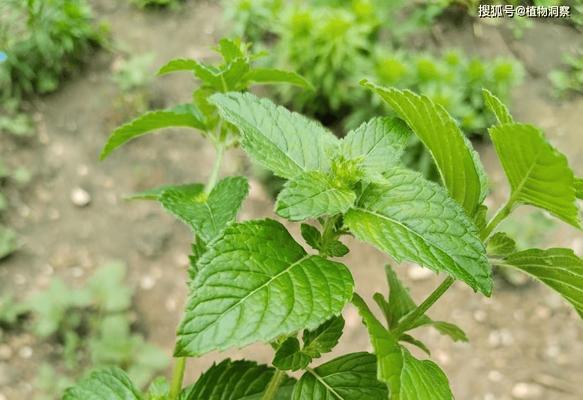 夏天适合种植哪些植物？如何进行夏季护理？