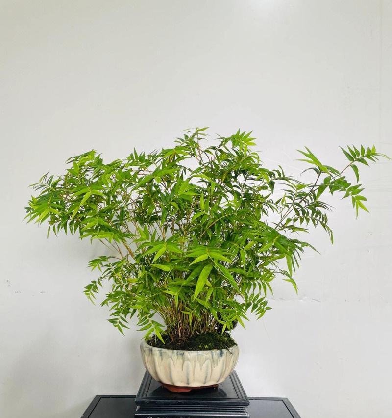 哪些花卉植物不需要花棒？它们的养护方法是什么？