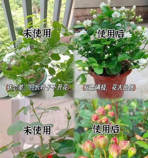 哪些花卉植物不需要花棒？它们的养护方法是什么？