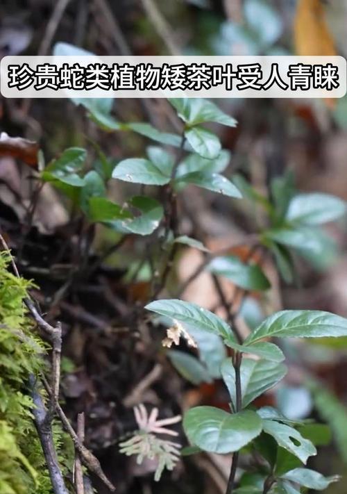 膝盖疼痛时适合饮用哪种植物茶？