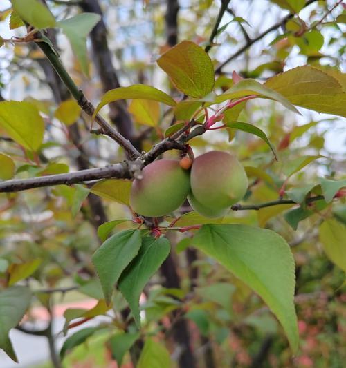 梅子种植中常用的花卉品种有哪些？它们的种植要点是什么？