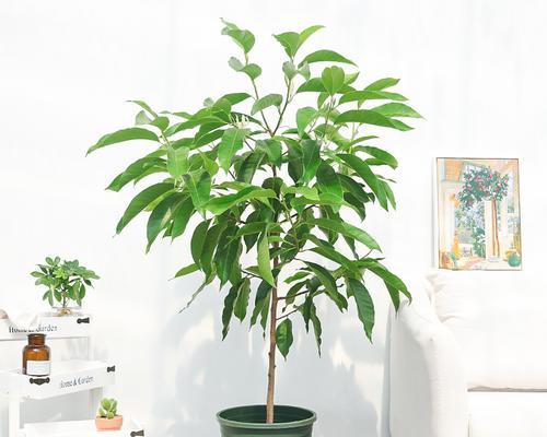 四座小屋花卉有哪些品种？与白玉兰相似的花卉有哪些？