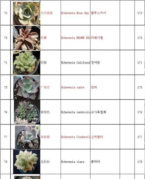 多肉植物怎么分类？它们有哪些种类？