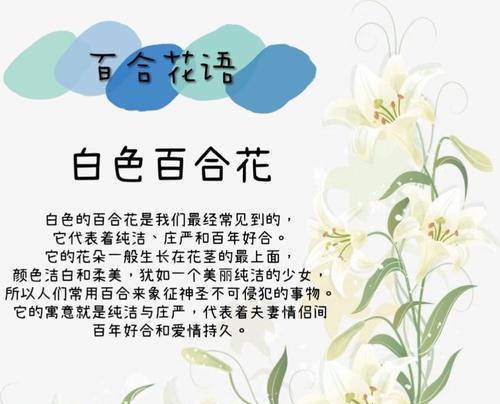 红宝石百合花代表什么？它的花语有哪些？