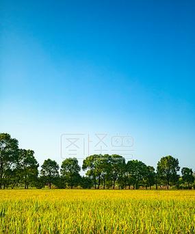 水稻开箱的含义是什么？这个表达有何背景？