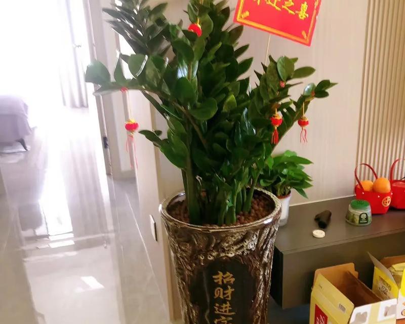 乔迁时选择哪种鲜花盆栽寓意最佳？