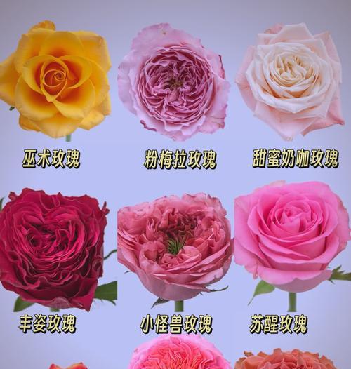 两朵粉色玫瑰作为道具代表什么？它的花语是什么？