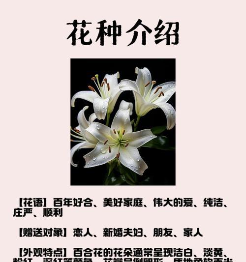 一枝淡淡的百合花代表什么？花语有何深意？