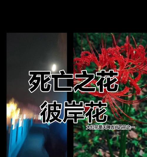 彼岸花卉的传说有何含义？彼岸花卉的寓意是什么？