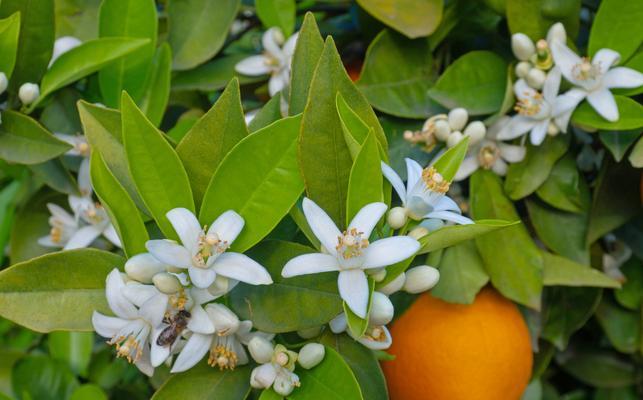 爱橘子花又爱玫瑰花代表什么？橘子花与玫瑰花的双重含义是什么？