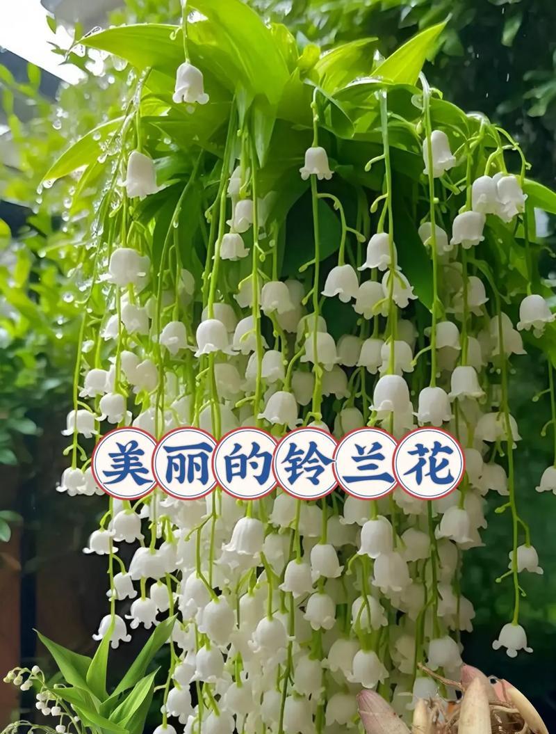 铃兰花的花语有哪些？铃兰花象征着什么？