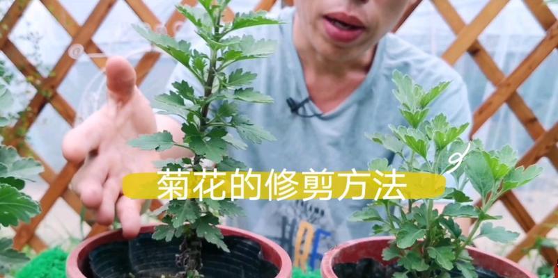 植物打顶的具体含义是什么？