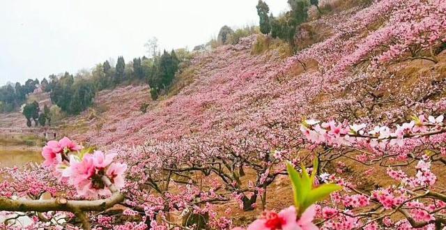 花瑶挑花的寓意是什么？