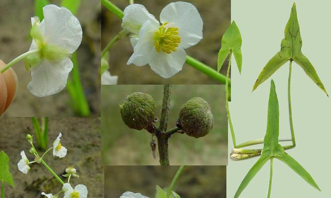 草本花卉的拼音是什么？草本花卉的含义是什么？