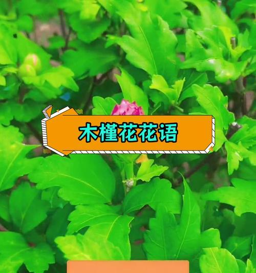 木槿花的花语是什么？它象征着什么？