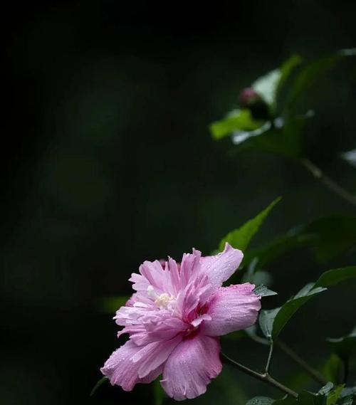 木槿花的花语是什么？它象征着什么？