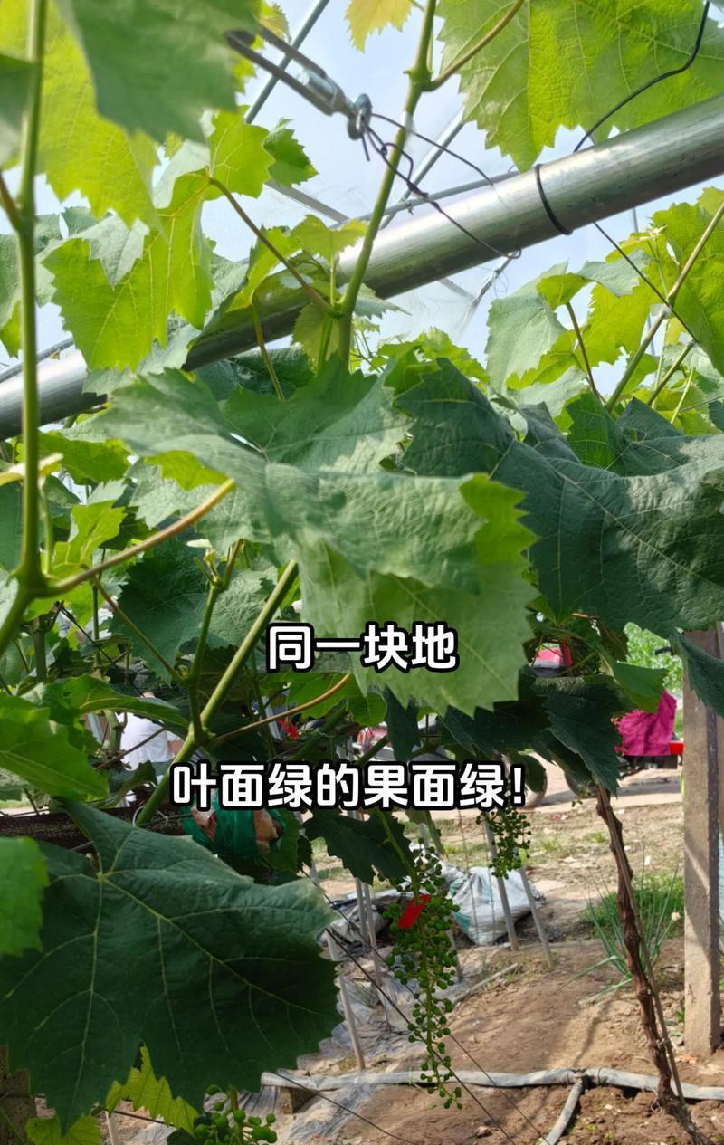 玫瑰花变黄的原因是什么？玫瑰花黄化后如何处理？