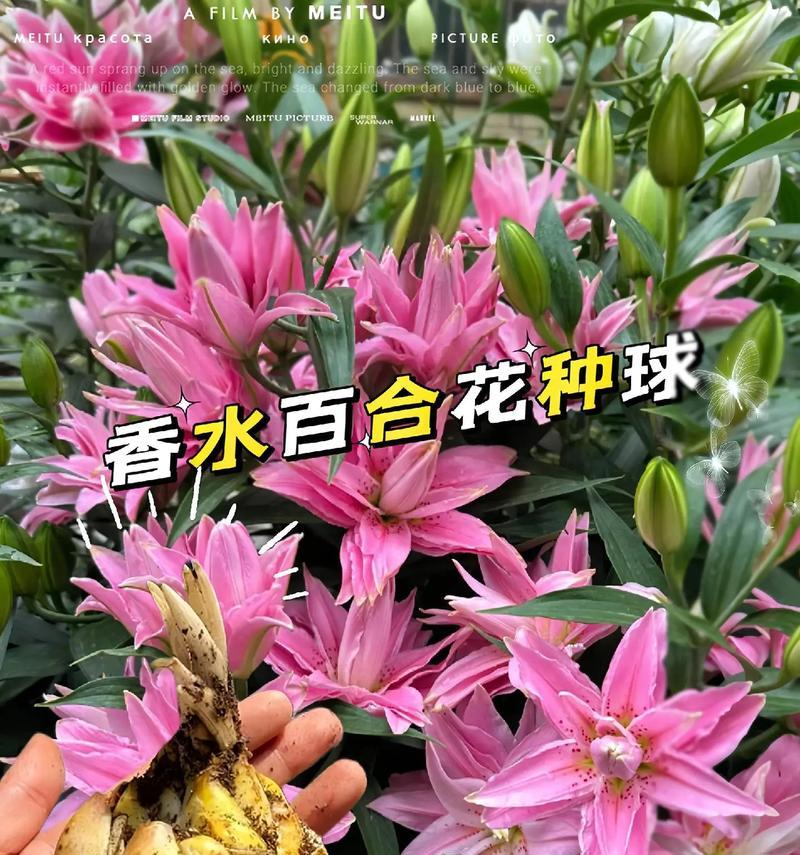 百合花在花语中代表什么？