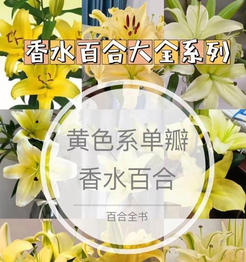 百合花在花语中代表什么？