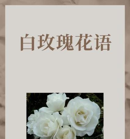 为什么白玫瑰象征纯洁？它的花语是什么？