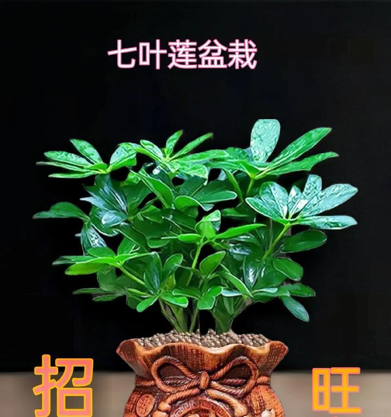 开业时应该送什么鲜花盆栽？它们的花语有哪些？