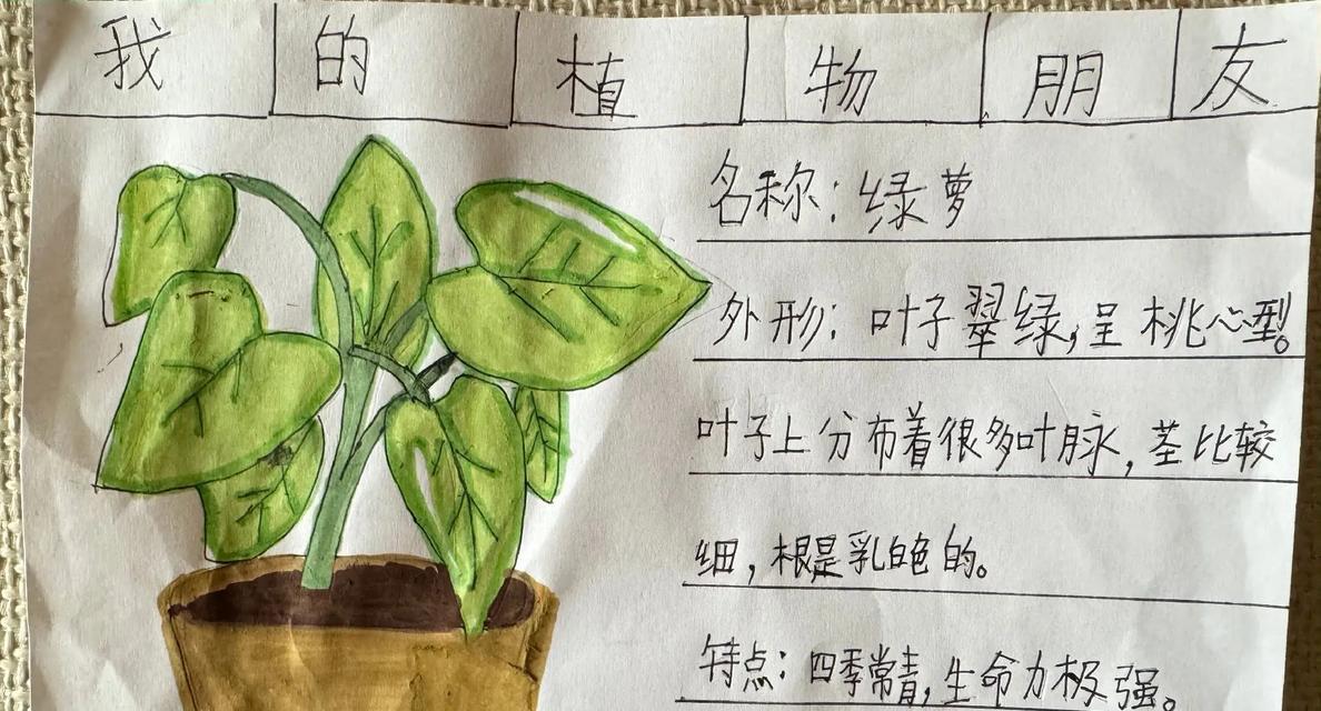 如何制作植物卡片来记录植物信息？