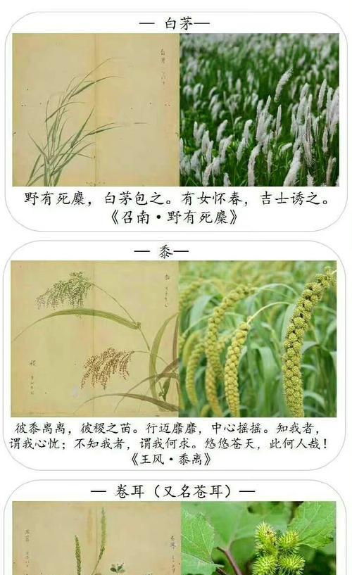 植物比喻在文学中的应用是什么？