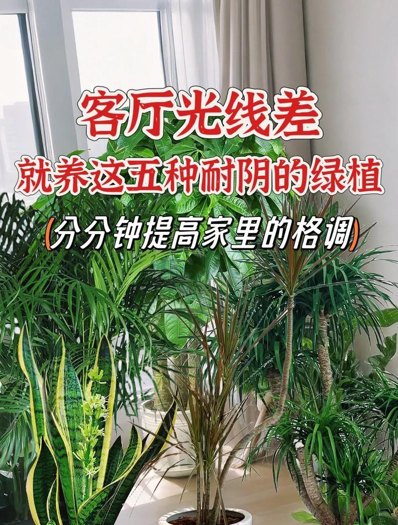 无阳台客厅花卉有哪些好处？如何选择适合室内的花卉？