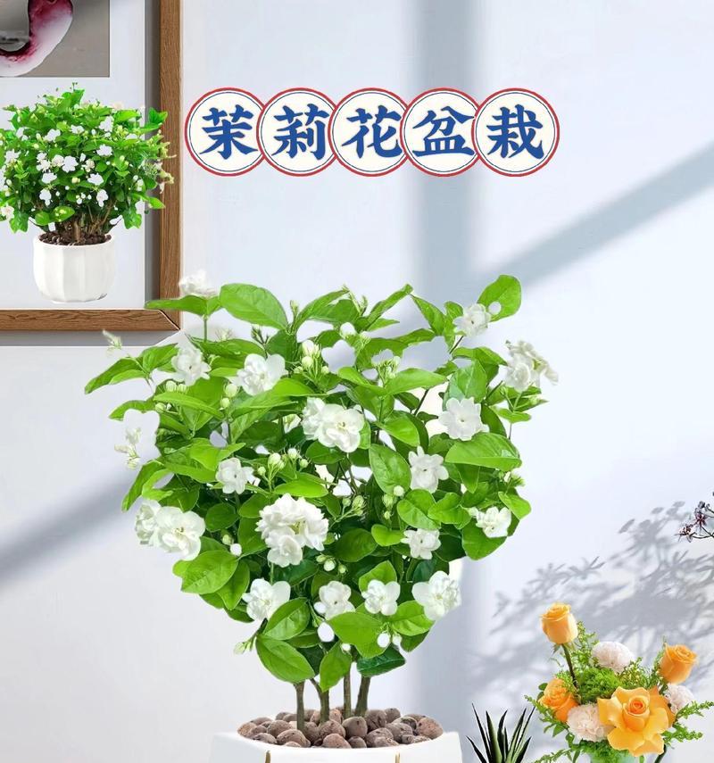 西吉花卉盆栽有哪些品种？这些品种的养护方法是什么？