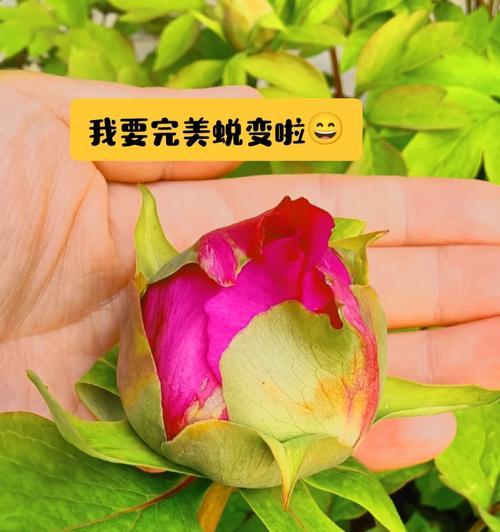 哪种花代表了蜕变的含义？